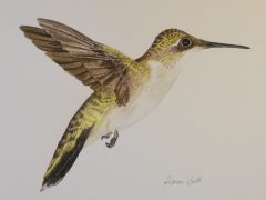 Female Ruby Throated Hummingbird