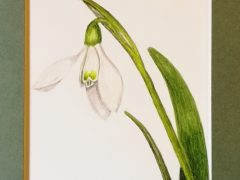 Snowdrop Flower