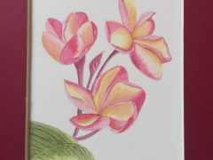 Frangipani