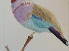 Lilac Breasted Roller