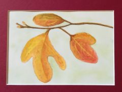 Sassafras Leaves