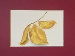 Hickory Leaves