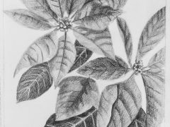 Poinsettia in Graphite