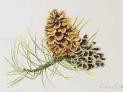 Pine Cones