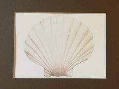 Scallop Seashell