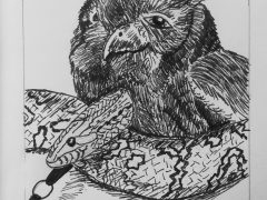 Owl and Snake