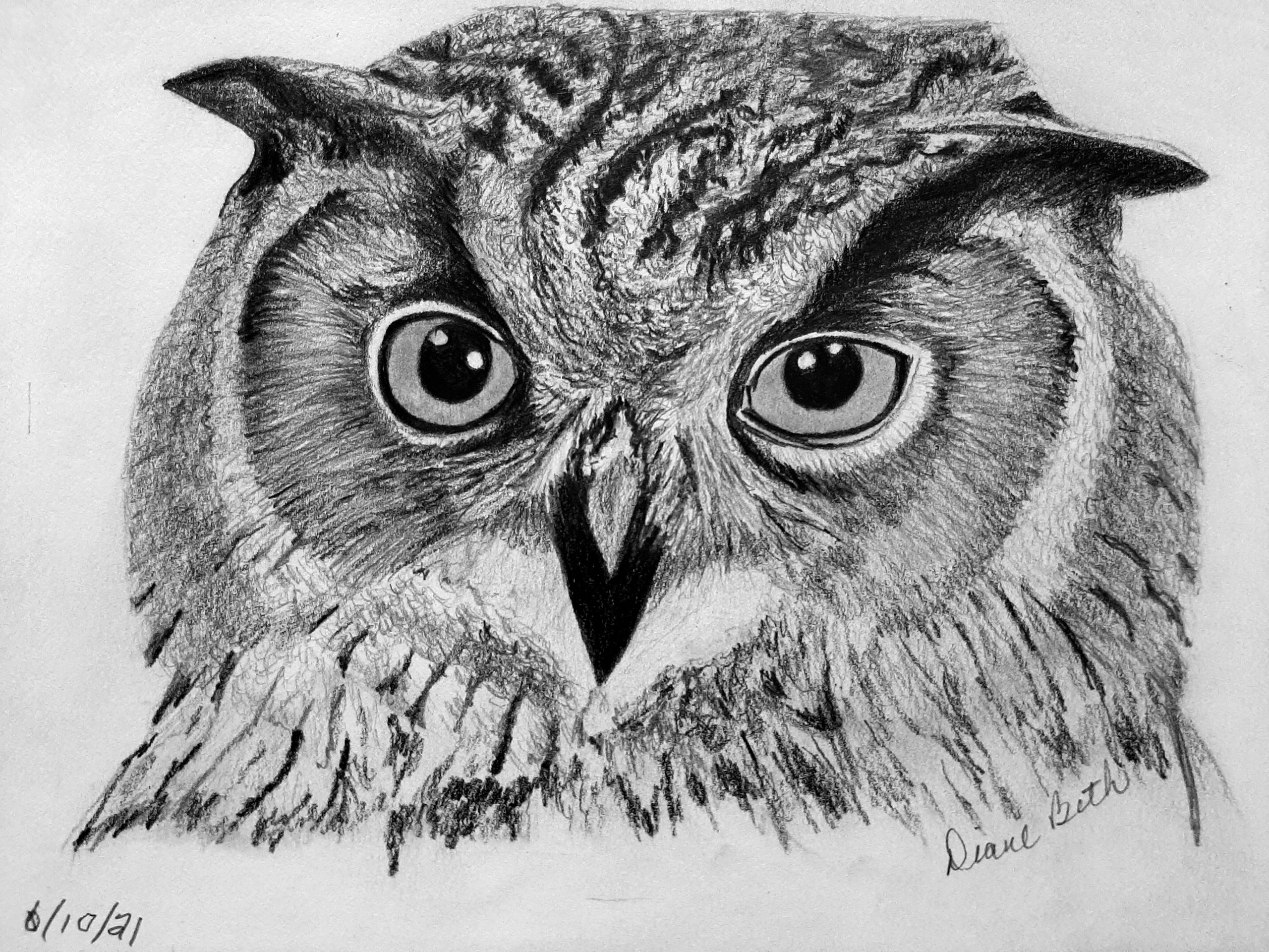 Owl in Graphite | Diane Constantine