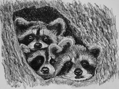 Raccoon Kits