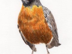 Robin Redbreast