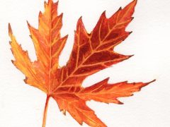 gold Maple Leaf