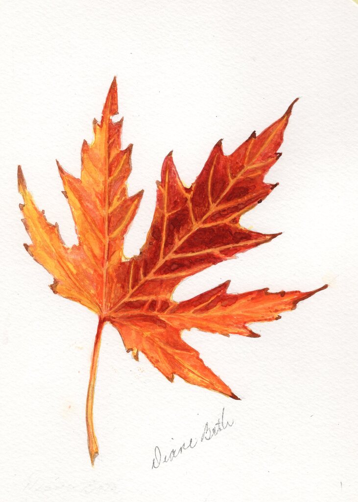 Gold Maple Leaf