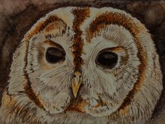 Tawny Owl