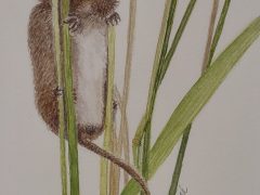 Harvest Mouse