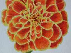 Marigold Blossom