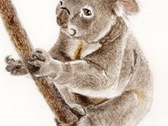 Koala