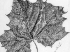 Sycamore Leaf