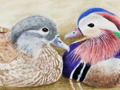 Mandarin Ducks