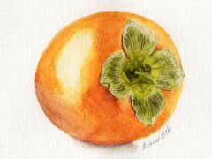 Persimmon