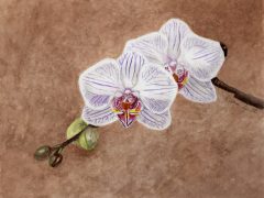 Phalaenopsis Orchid