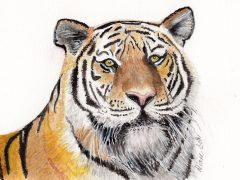 Watercolor Tiger