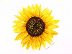 Watercolor Sunflower