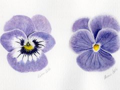 Two Watercolor Viola Flowers
