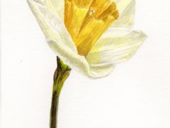 Daffodil