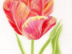 Red and Yellow Tulip