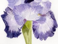 Purple Iris