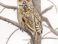 Great Horned Owl