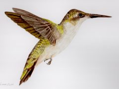 Female Ruby Throated Hummingbird