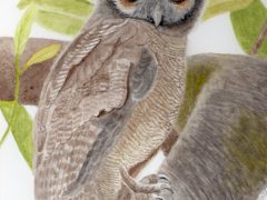 Brown Wood Owl