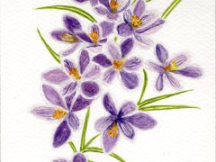 Purple Crocus Group