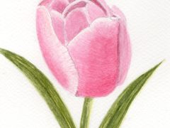 Pink Tulip Flower