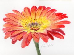 Gerbera Daisy