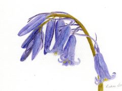 Bluebell flowers