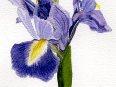 Spring Purple Iris