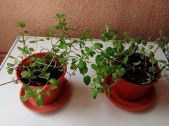 Two small mint plants