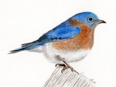 Eastern Bluebird