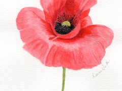 Red Poppy