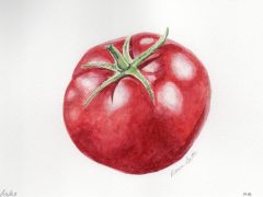 Ripe Tomato