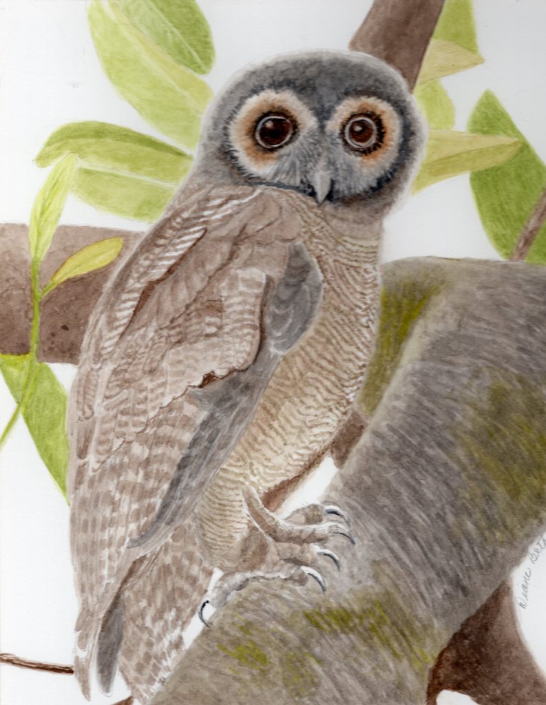 Brown Wood Owl