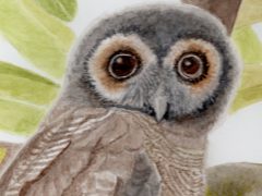 Brown Wood Owl