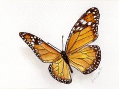 Monarch Butterfly