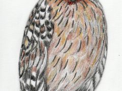 Buffy Fish Owl