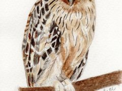 Watercolor Buffy Fish Owl