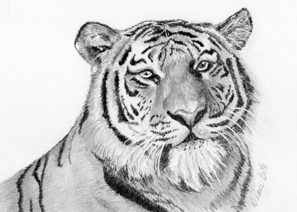 Graphite Tiger