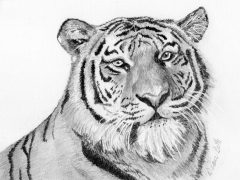 Graphite Tiger