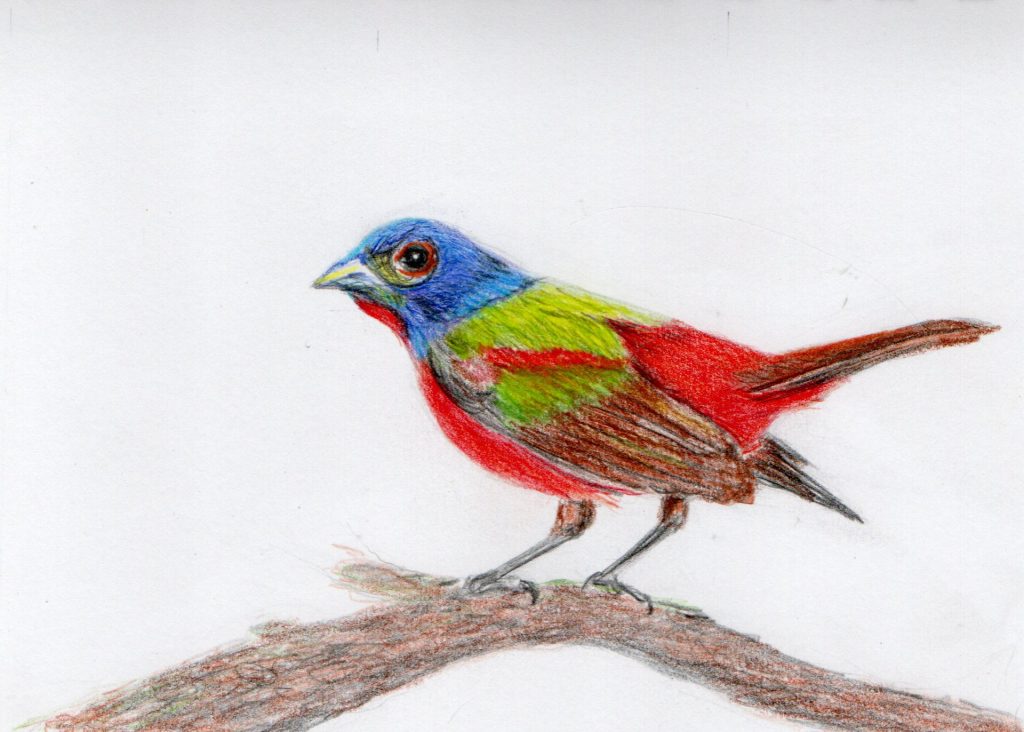 Painted Bunting