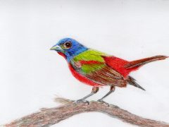 Painted Bunting